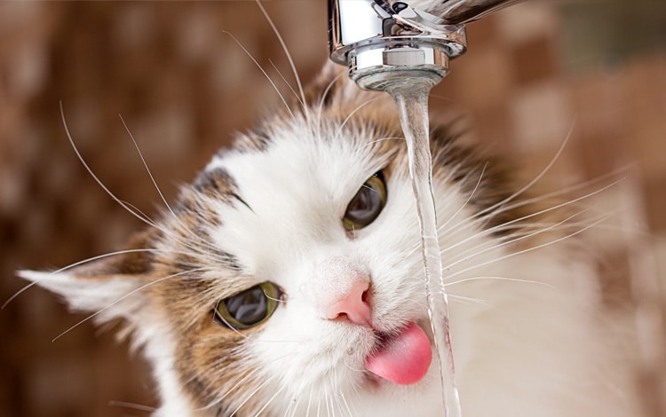 Symptômes et traitement du diabète chez le chat