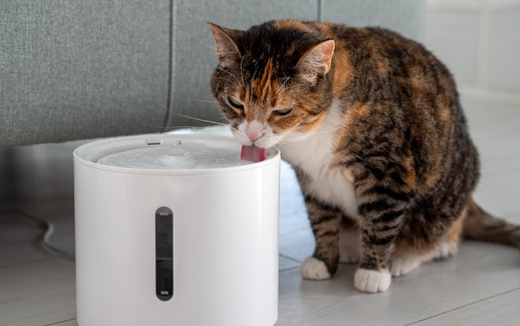 Symptômes et traitement du diabète insipide chez le chat