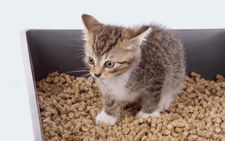 Symptômes et traitement d'une diarrhée chez le chat