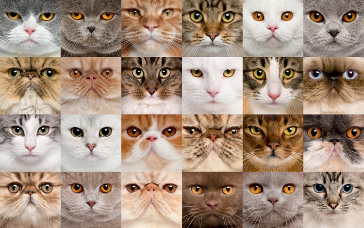 Les différentes races de chats