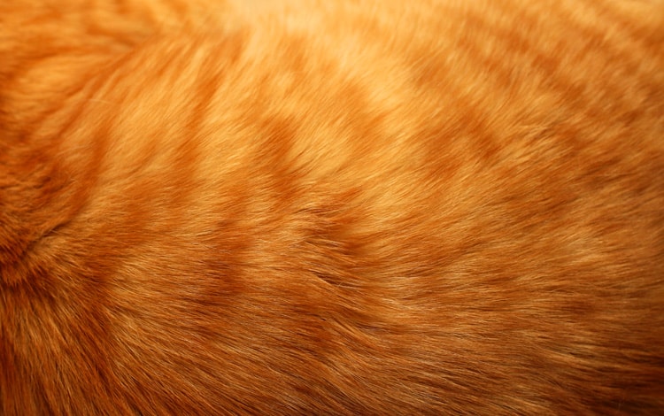 Les différentes couleurs et robes de chats
