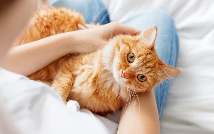 Donner un nom original à son chat