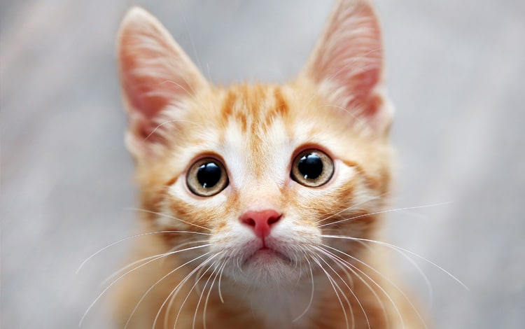 Symptômes et traitement de la dysplasie de la hanche chez le chat