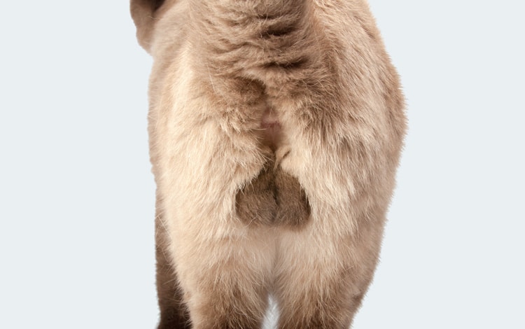Ectopie testiculaire chez le chat