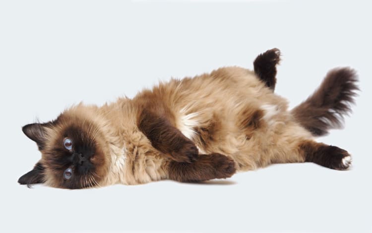 Symptômes et traitement de la maladie de l'épilepsie chez le chat