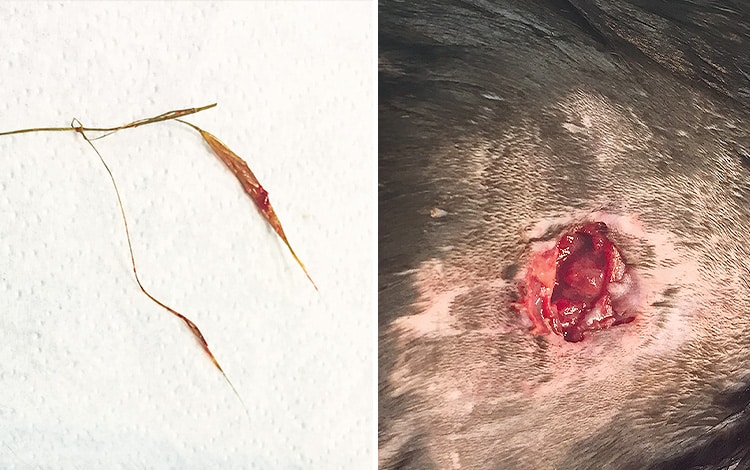 Epillet plantée dans la peau d'un chat et plaie ouverte