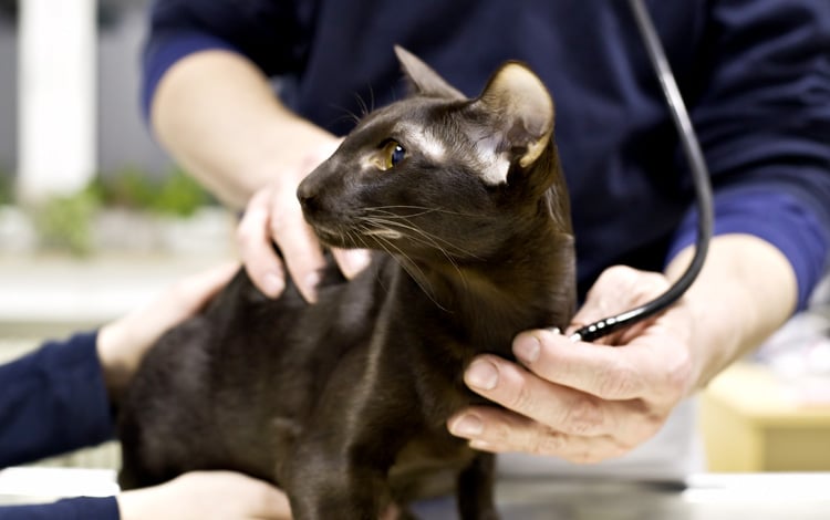 Faire soigner son chat gratuitement