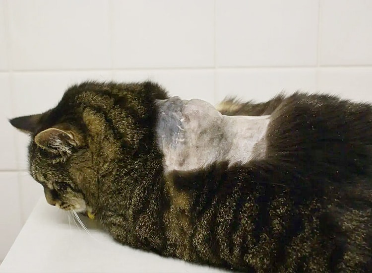 Tumeur fibrosarcome sur le dos d'un chat