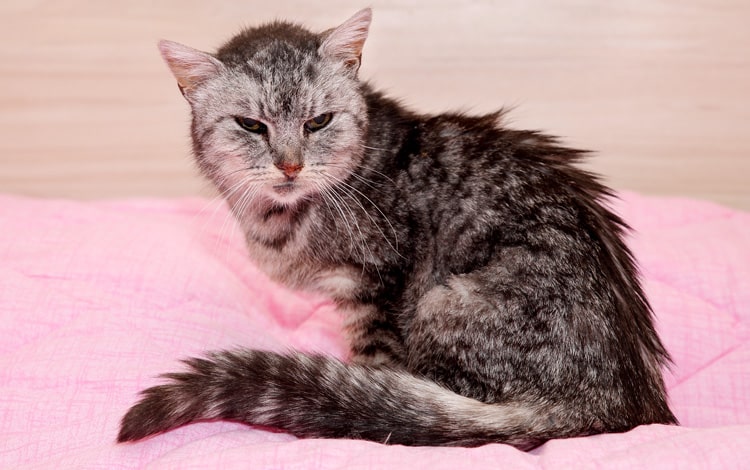 FIV ou syndrome immunodéficience féline ou sida du chat