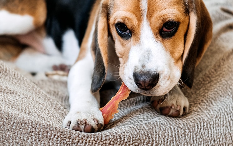 Avis vétérinaire sur les friandises naturelles pour chien