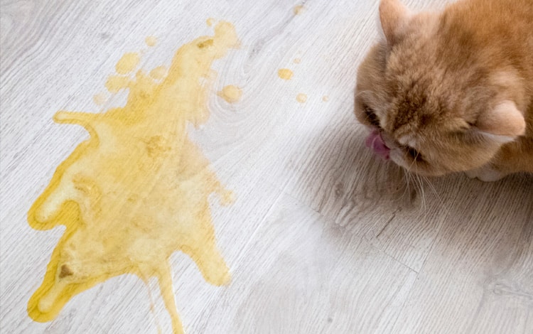 Symptômes et traitement d'une gastro-entérite chez le chat