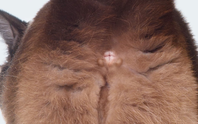 Comment vider les glandes anales du chat