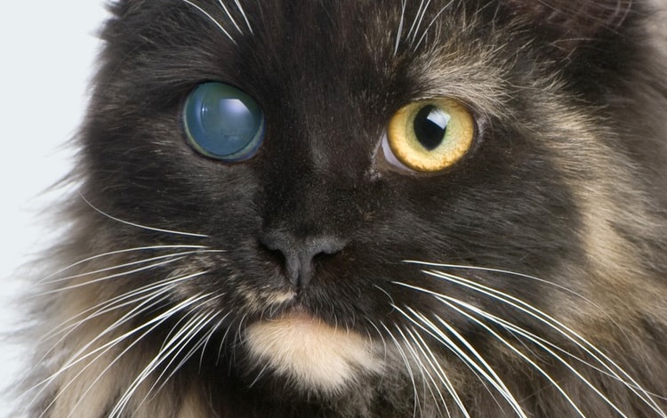 Glaucome de l'œil chez le chat