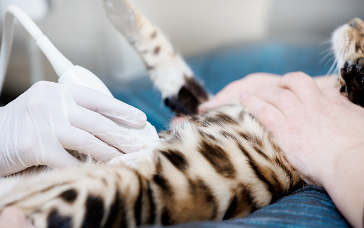 Symptômes et traitement de l'hydronéphrose chez le chat