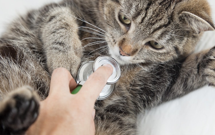 Symptômes et traitement de l'hypertension artérielle du chat