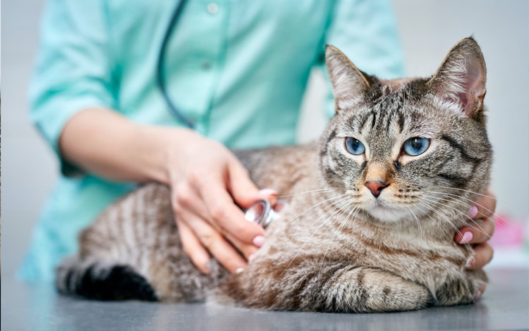 Symptômes et traitement de l'insuffisance cardiaque du chat