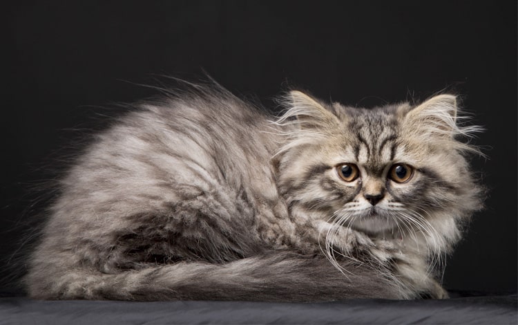 Symptômes et traitement de l'insuffisance hépatique chez le chat