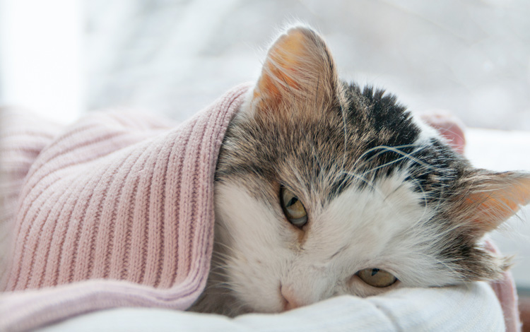 Symptômes et traitement de l'insuffisance rénale du chat