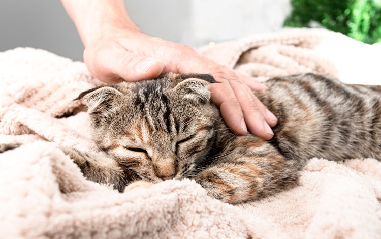 Symptômes et traitement d'une insuffisance surrénalienne ou maladie d'Addison chez le chat