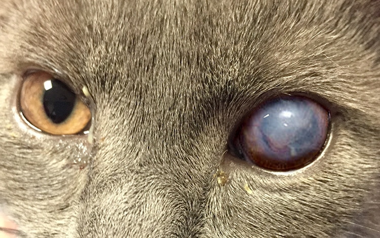 Kératite de l'œil bleu du chat