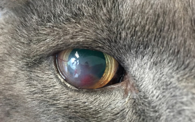 Kératite de l'œil bleu du chat