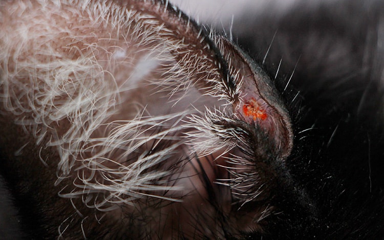 Larves d'aoûtats sur l'oreille d'un chat