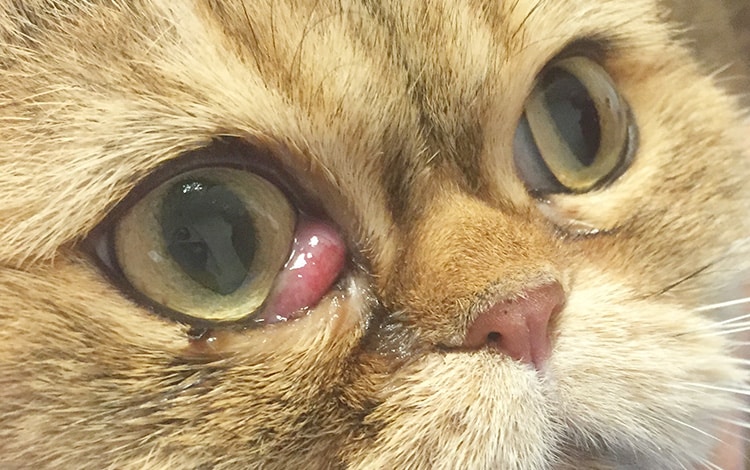 Luxation de la glande nictitante de l'œil chez le chat