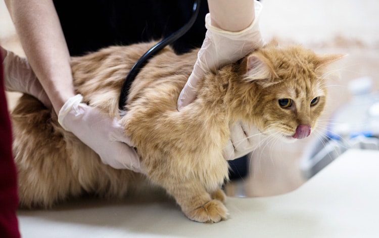 Symptômes et traitement d'une luxation de la patte chez le chat