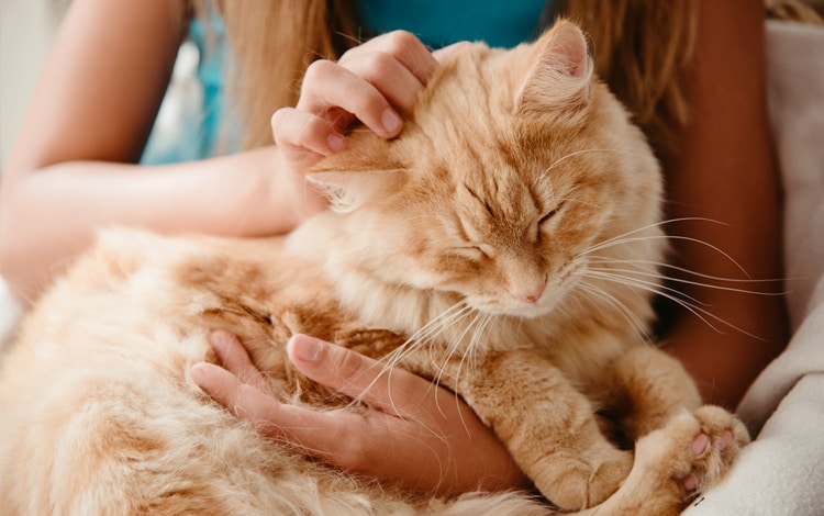 Maladies, parasites et vers du chat transmissibles à l’homme