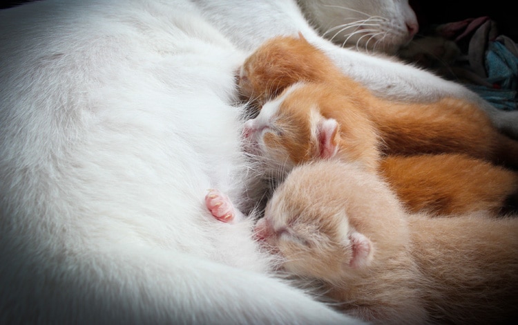 mammite chez la chatte avec les mamelles gonflées et rouges