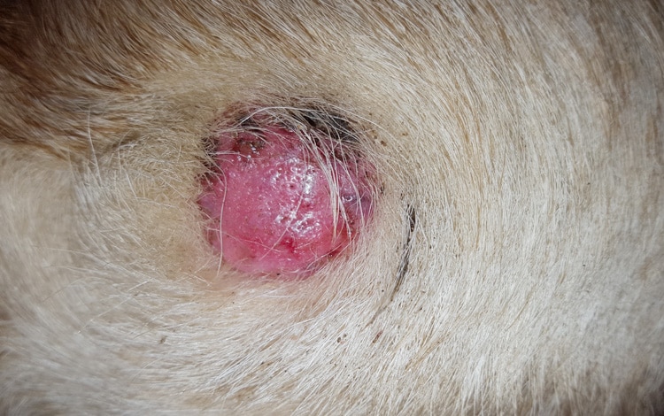 Mastocytome sur la peau d'un chat