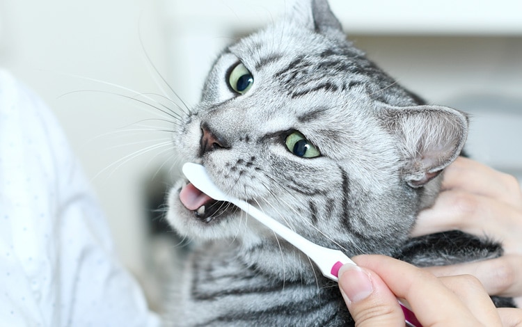 Traitement contre la mauvaise haleine ou halitose chez le chat