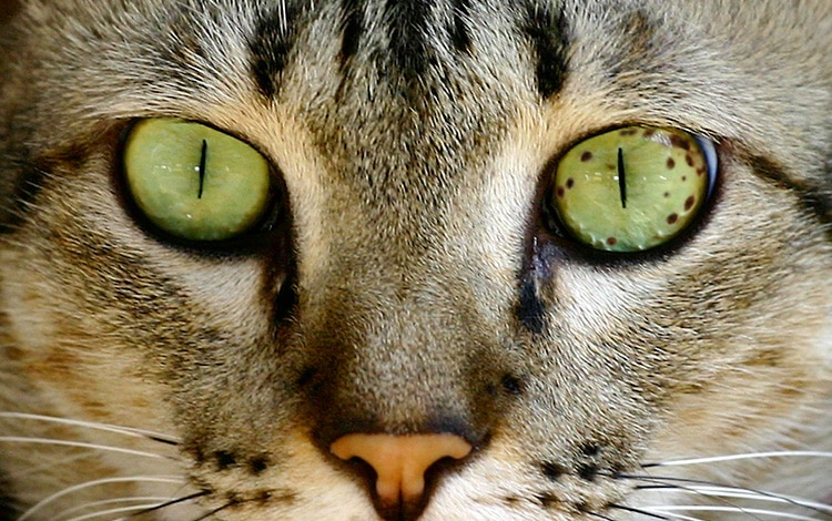 Mélanome de l'iris de l'œil chez le chat