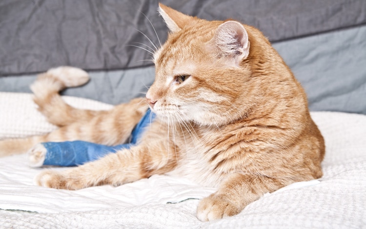 Symptômes et traitement du chat qui boite