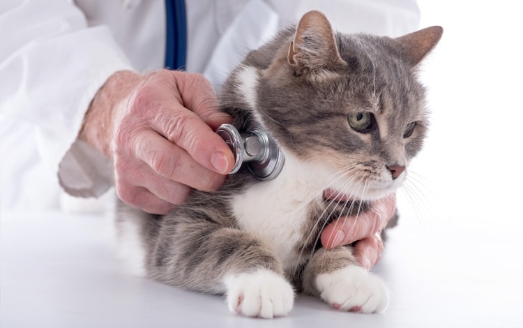 symptome et traitement de la mycoplasmose féline ou hemobartonellose chez le chat
