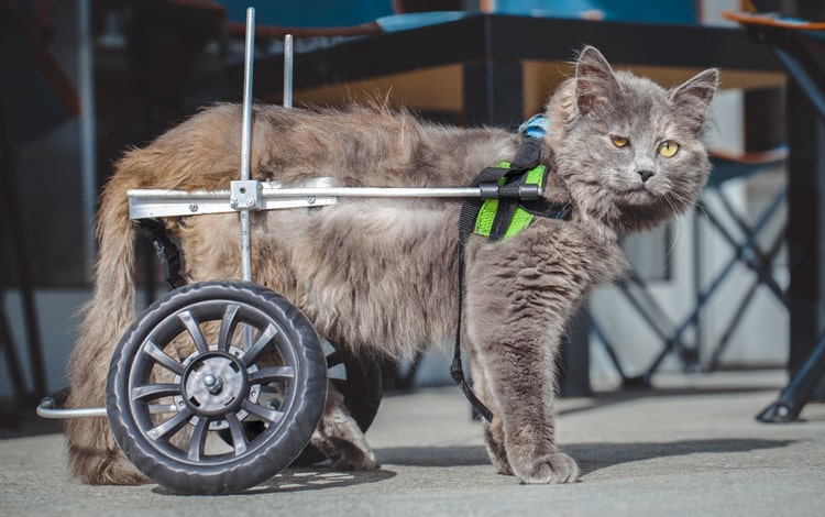 Symptômes et traitement de la myélopathie dégénerative chez le chat