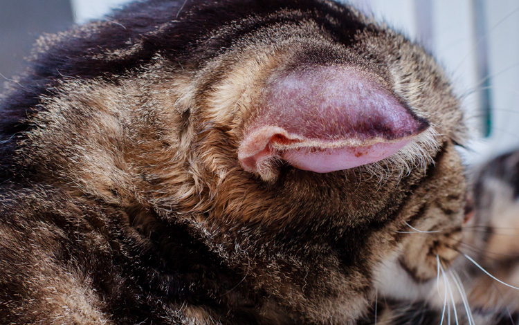 Othématome de l'oreille gonflée chez le chat