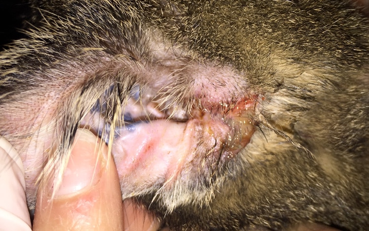 Otite de l'oreille chez le chat