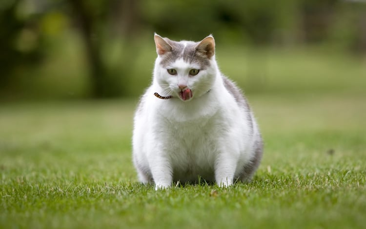 Symptômes et traitement d'une pancréatite chez le chat