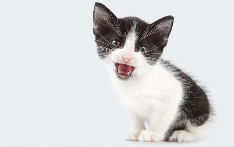 Phimosis chez le chat et inflammation du pénis