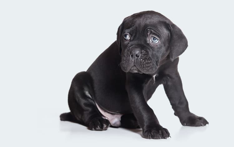 Phimosis chez le chien et inflammation du pénis