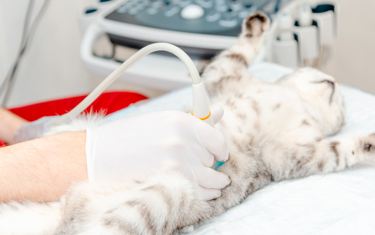 Symptômes et traitement de la polykystose rénale chez le chat