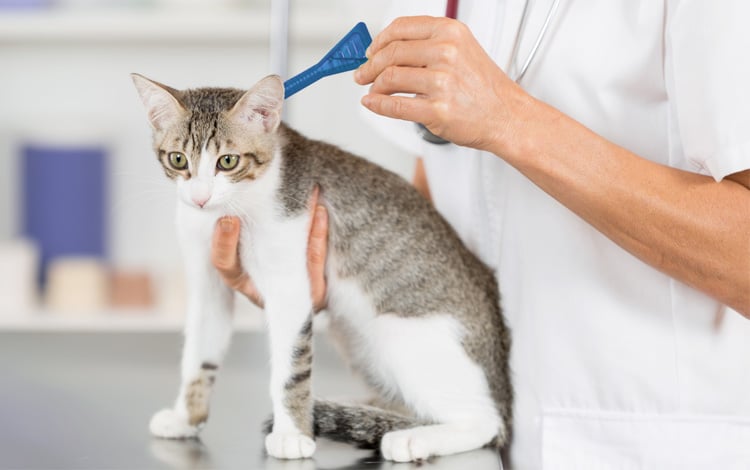 Comment traiter son chat contre les puces avec un produit anti puces