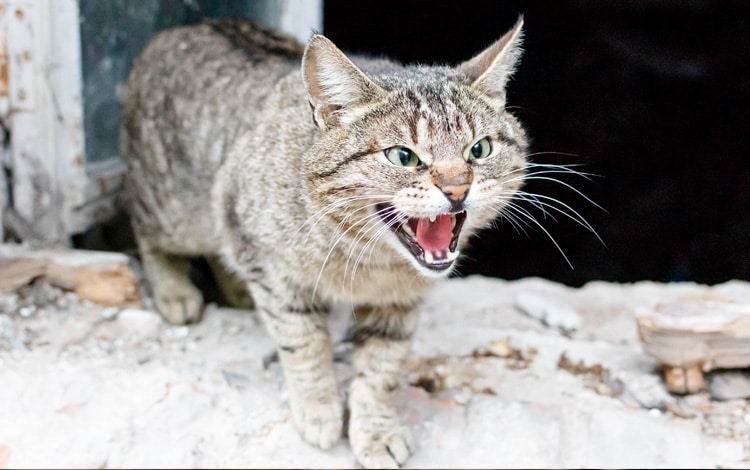 Symptôme et traitement de la rage chez le chat