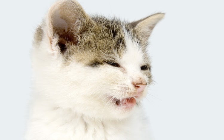 Reverse sneezing ou éternuement à l'envers chez le chat