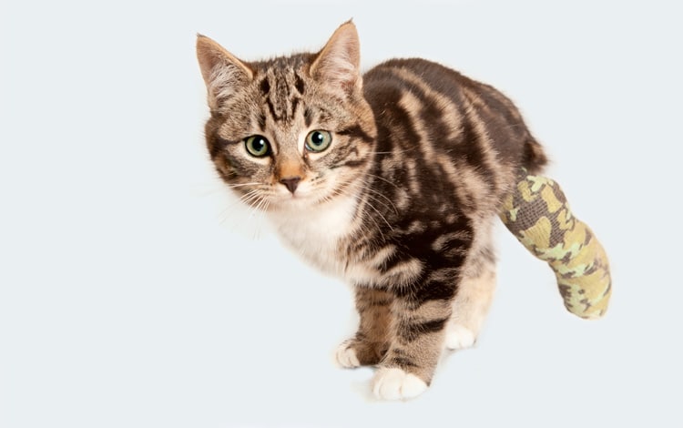 Symptômes et traitement de la rupture du ligament croisé chez le chat