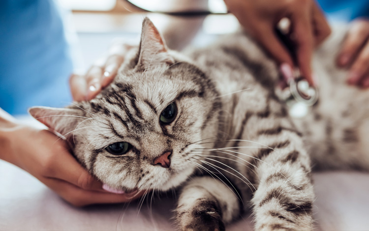 Symptômes et traitement d'une rupture de la rate chez le chat