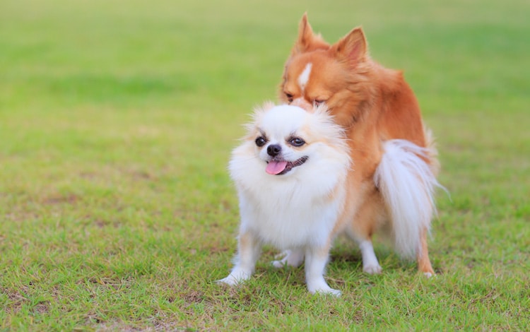 Saillie et accouplement chez le chien