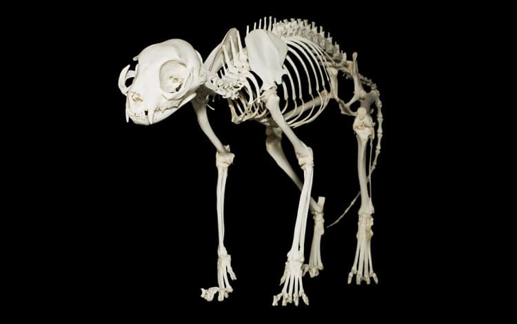 Squelette du chat et anatomie de l'appareil osseux