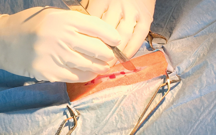Stérilisation ou chirurgie de la chienne